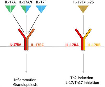 IL-17 in Rheumatoid Arthritis and Precision Medicine: From Synovitis Expression to Circulating Bioactive Levels